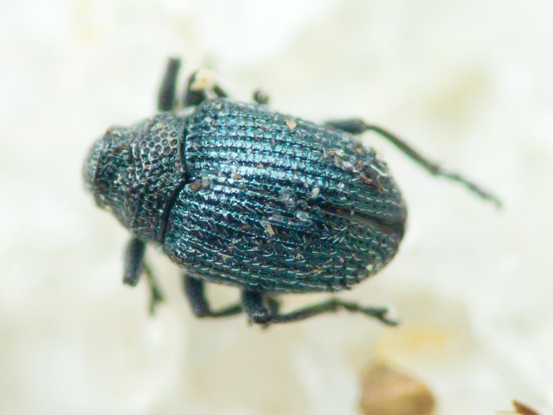 Ceutorhynchus erysimi (Fabricius, 1787)